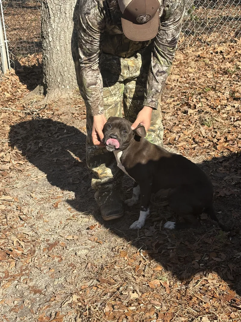 Little Rugby thumbnail 5