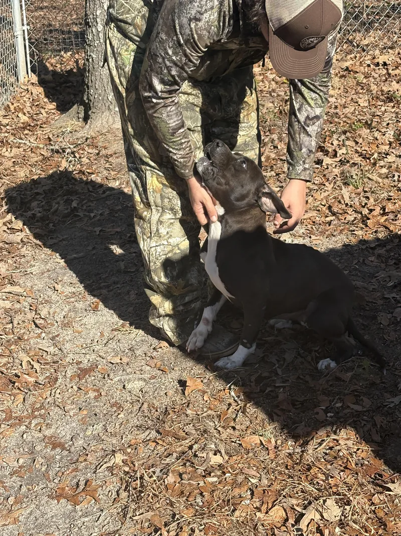 Little Rugby thumbnail 6