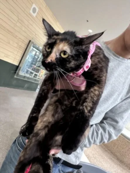 A young medium-sized female Domestic Short Hair cat named Soe for adoption in Los Angeles, CA