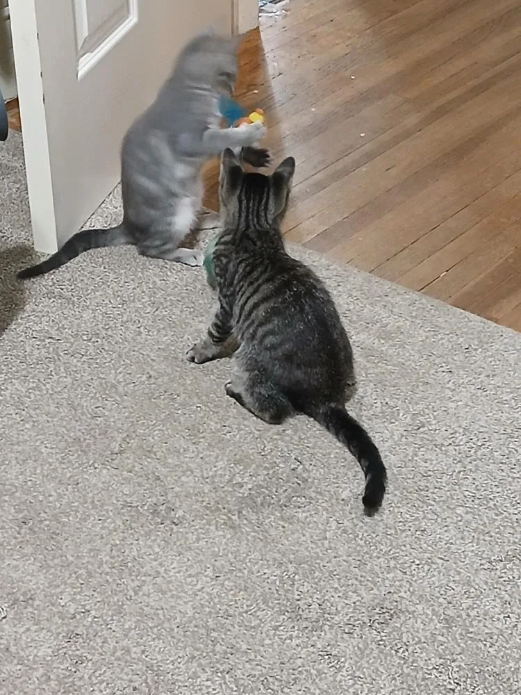 A baby medium-sized female Domestic Long Hair cat named Ainu for adoption in Evansville, IN