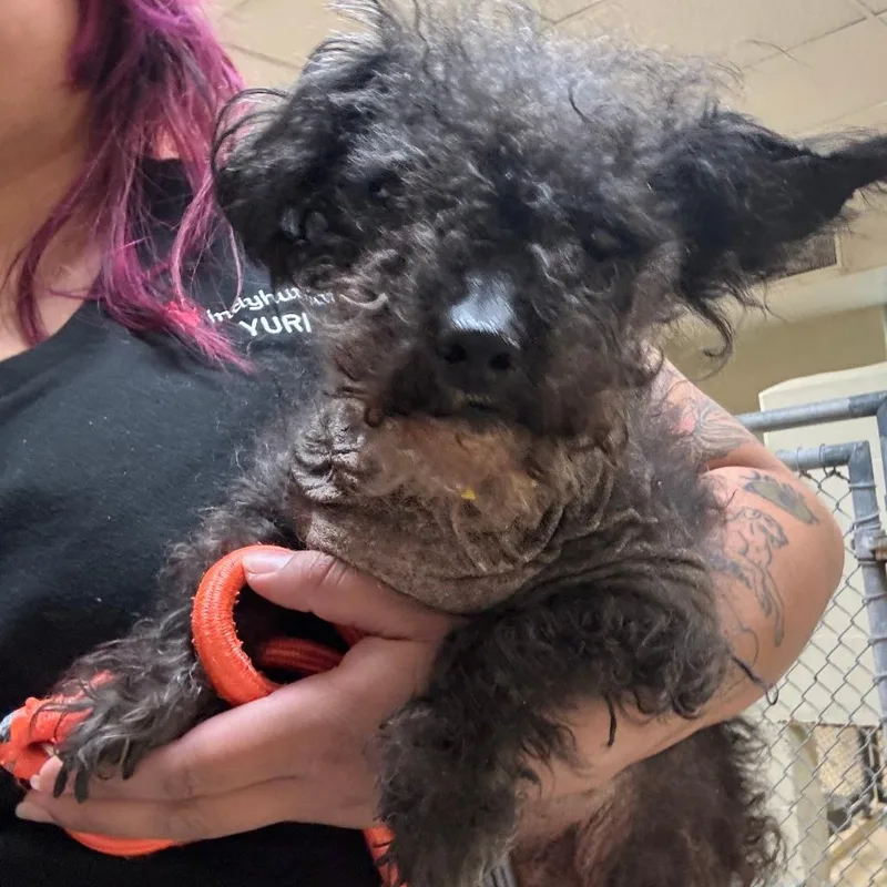 A senior small-sized female Black Miniature Schnauzer dog named Coca for adoption in Indianapolis, IN