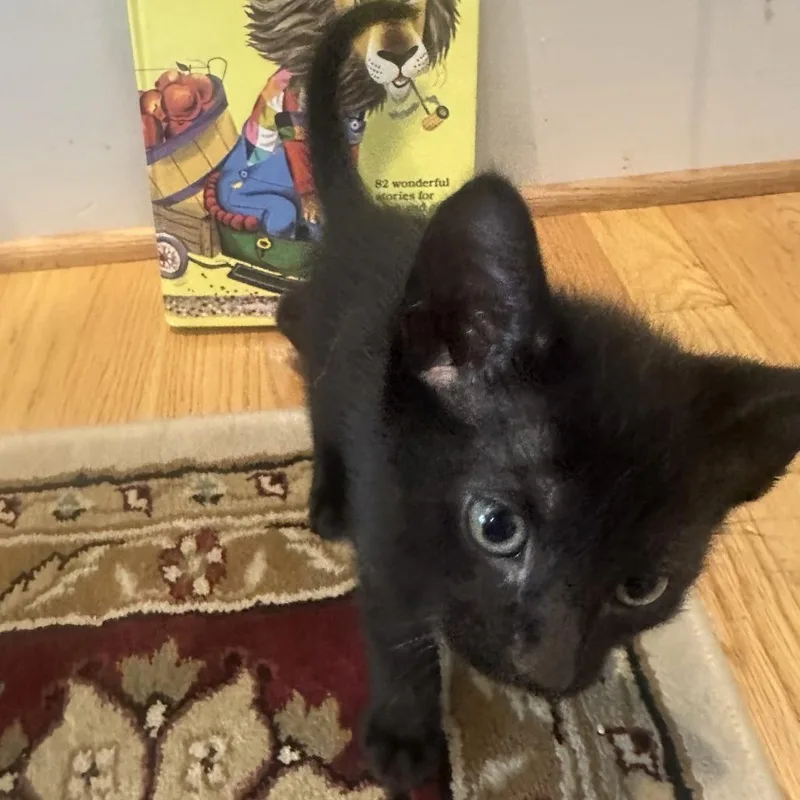 A baby small-sized male Black Domestic Short Hair cat named Peeta for adoption in Fairfax Station, VA