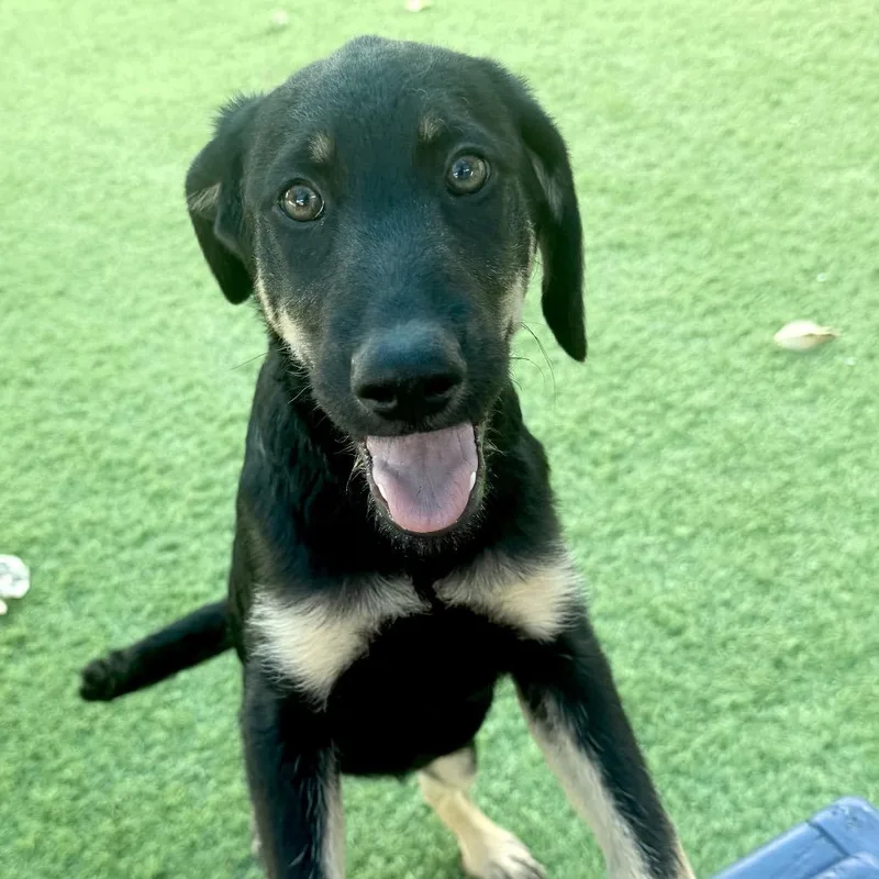A baby medium-sized female Black German Shepherd Dog dog named Bimini for adoption in Sarasota, FL