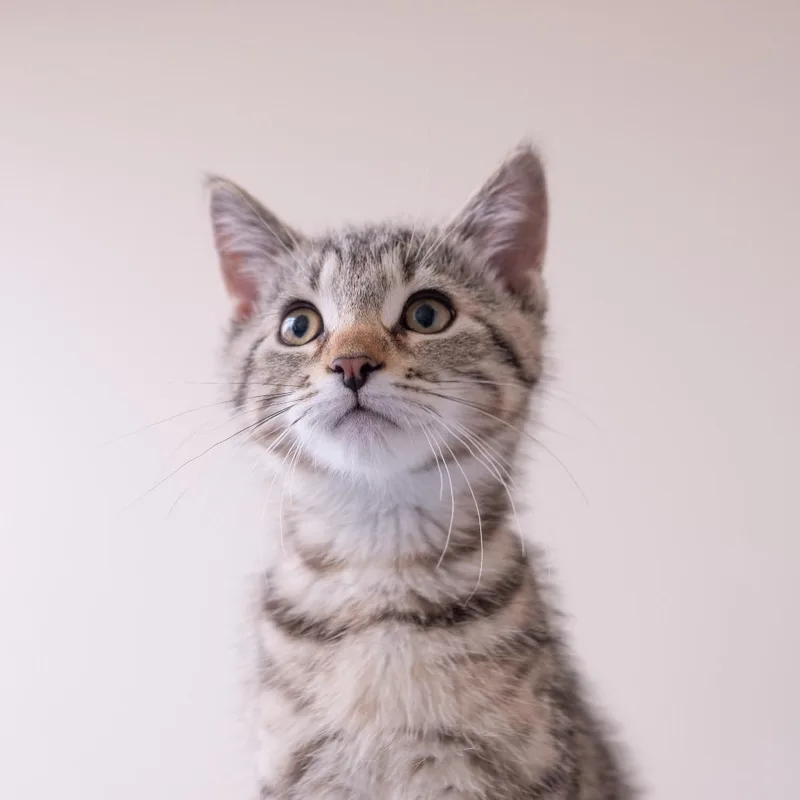 A baby small-sized female Brown / Chocolate Domestic Short Hair cat named Clementine for adoption in Inver Grove Heights, MN
