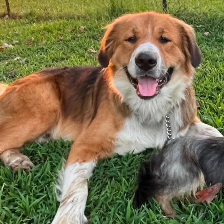 An adult large-sized male Yellow / Tan / Blond / Fawn Saint Bernard dog named Wilbur for adoption in Wadena, MN