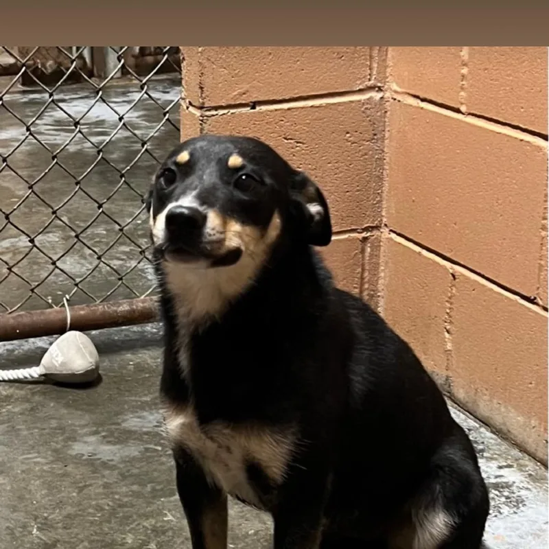 A young small-sized female Black Australian Cattle Dog / Blue Heeler dog named Dharma for adoption in Hattiesburg, MS