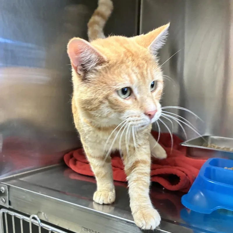 An adult large-sized male Domestic Short Hair cat named Ty for adoption in Windsor, VA