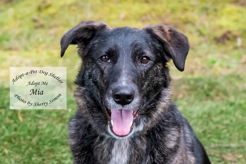 An adult large-sized female Merle (Blue) German Shepherd Dog dog named Mia for adoption in Shelton, WA