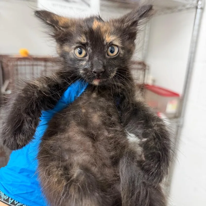 A baby small-sized female Domestic Short Hair cat named Wattson for adoption in Edinburg, TX