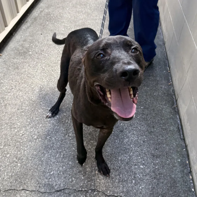 An adult large-sized male Black Labrador Retriever dog named Max for adoption in St. Augustine, FL