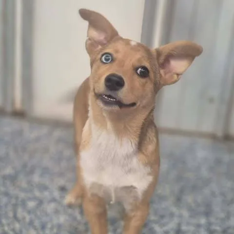 A young small-sized female Red / Chestnut / Orange Terrier dog named Meadow for adoption in Dover, AR