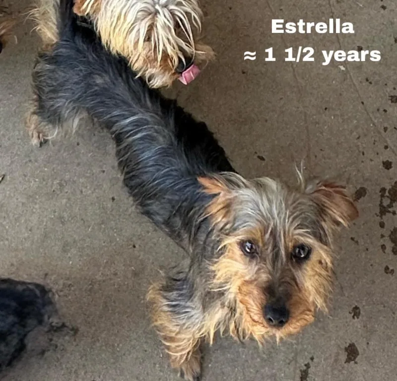 Estrella