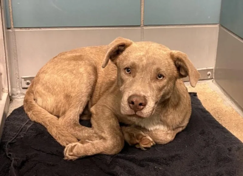 A young medium-sized male Staffordshire Bull Terrier dog named Saint for adoption in Houston, TX