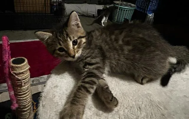 A baby large-sized male Tabby (Brown / Chocolate) Domestic Medium Hair cat named Lucas for adoption in Los Angeles, CA