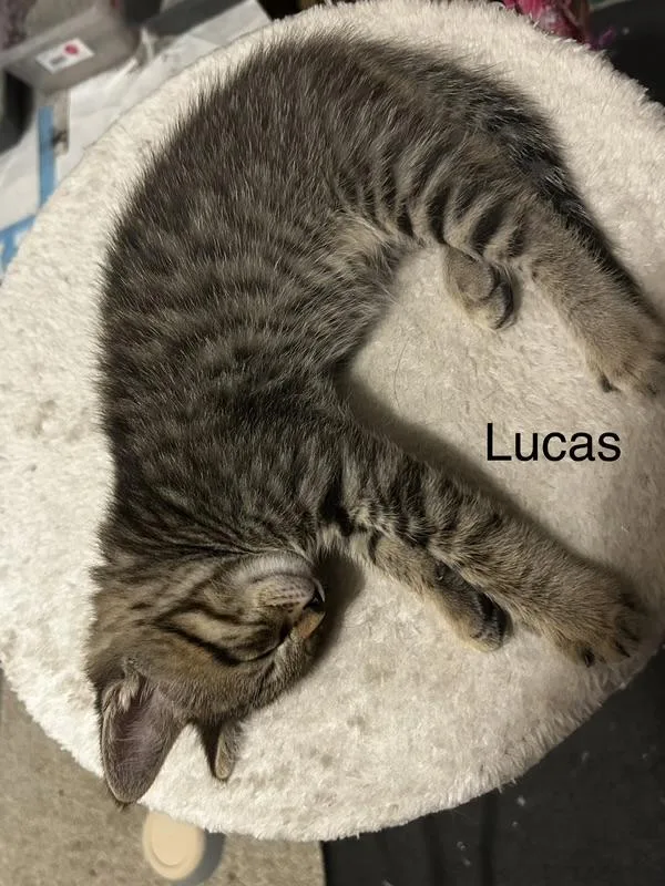 Lucas thumbnail 3