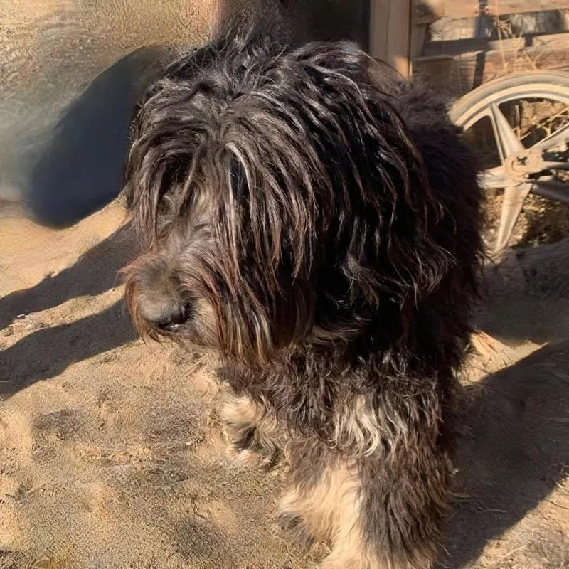 An adult medium-sized male Gray / Blue / Silver Australian Shepherd dog named Finny for adoption in TONASKET, WA