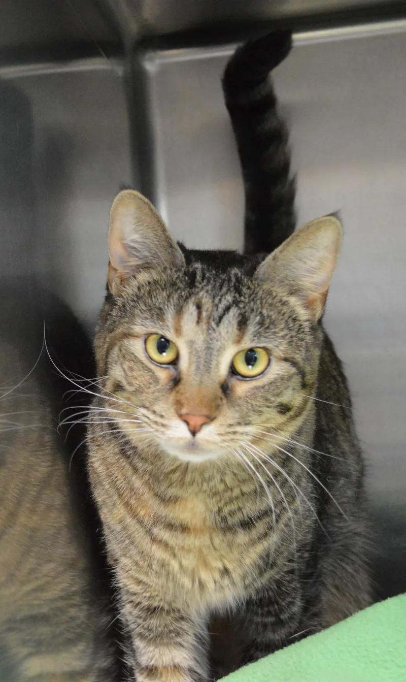 A young medium-sized female Torbie Domestic Short Hair cat named Seaweed for adoption in House Springs, MO
