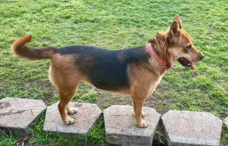 Foxy
