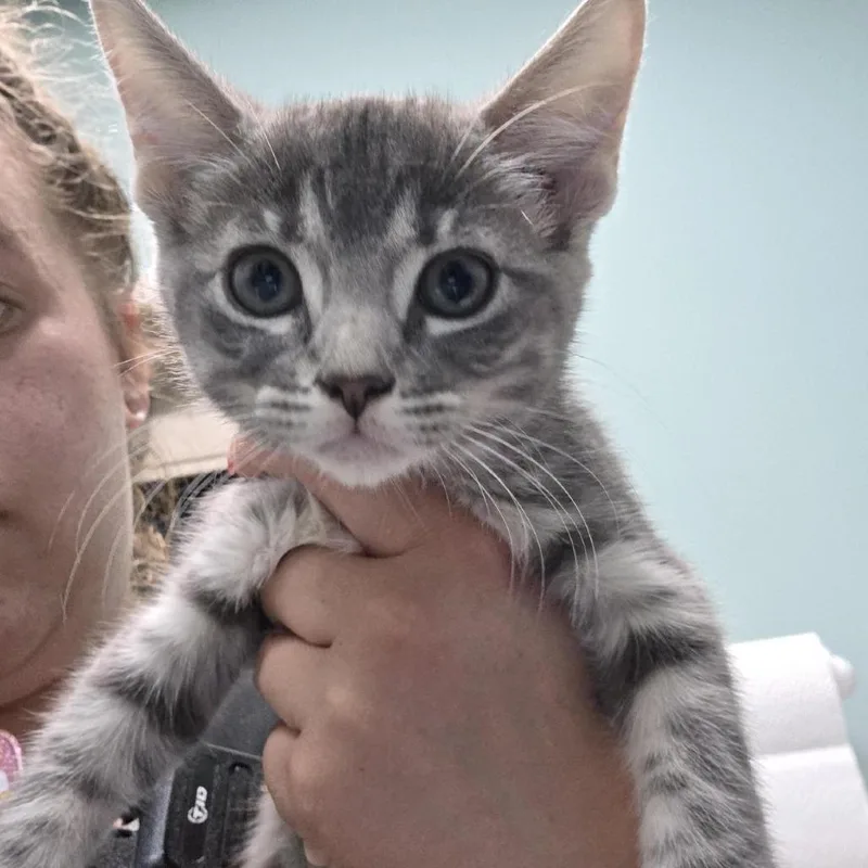A baby small-sized female Gray / Blue / Silver Domestic Short Hair cat named Mary for adoption in Tacoma, WA