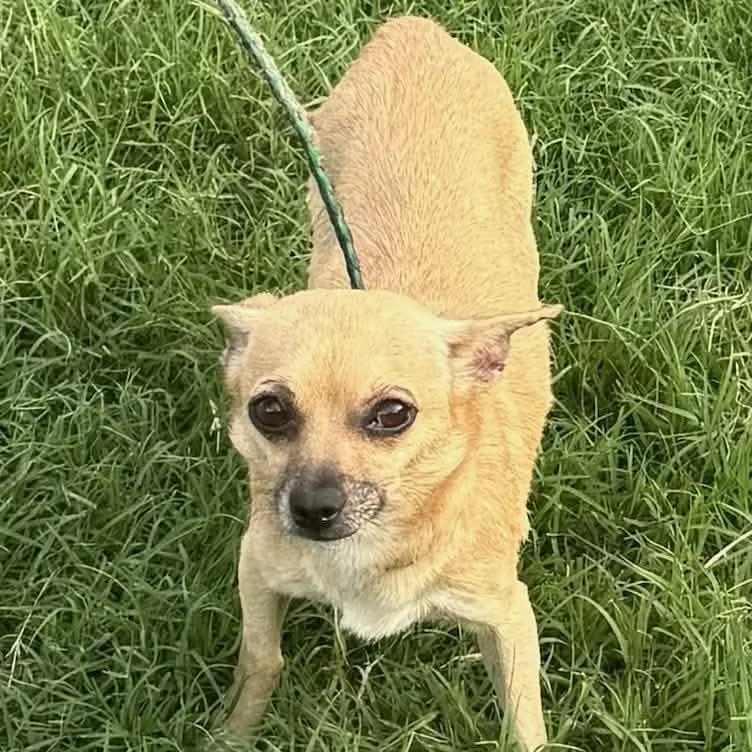 An adult small-sized female Golden Chihuahua dog named Sweetpea for adoption in Williston, VT