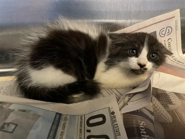 A baby small-sized male Domestic Medium Hair cat named Tiny for adoption in Tustin, CA