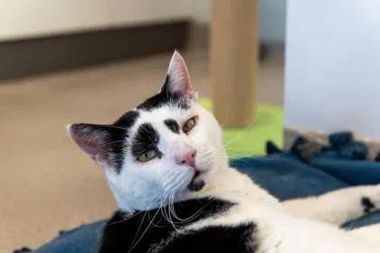 Francois thumbnail 4