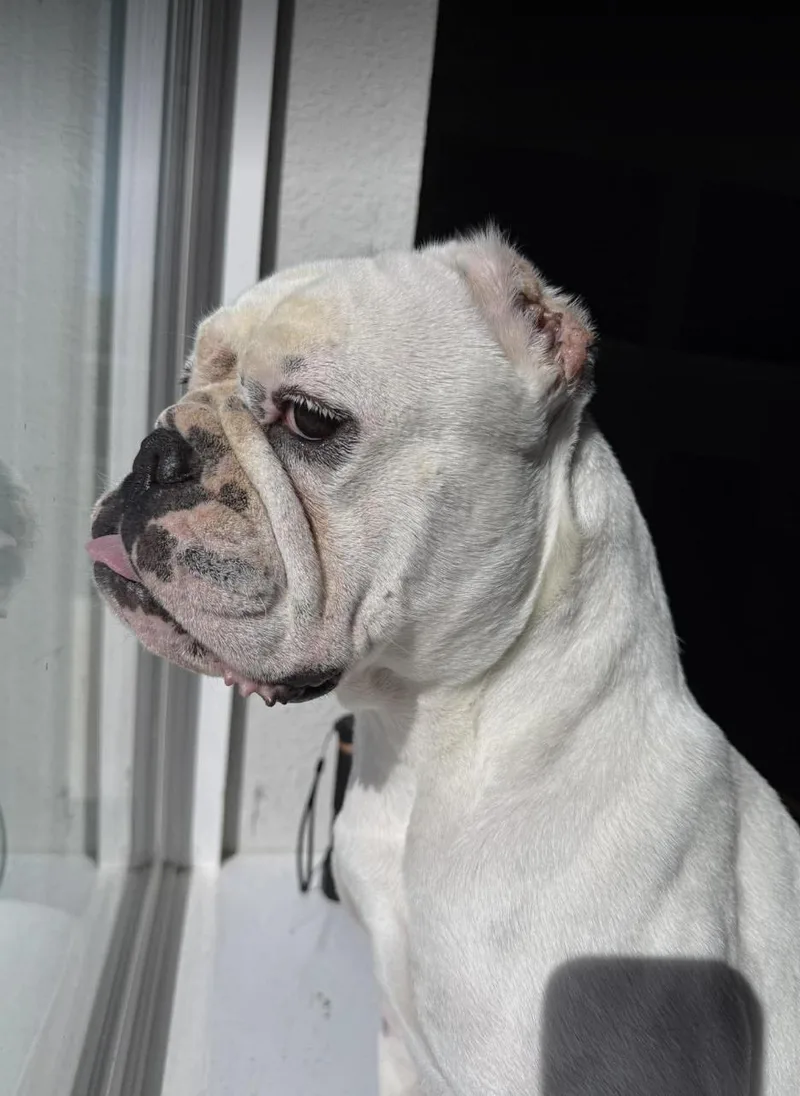 A young small-sized female Yellow / Tan / Blond / Fawn English Bulldog dog named Chantilly for adoption in Austin, TX