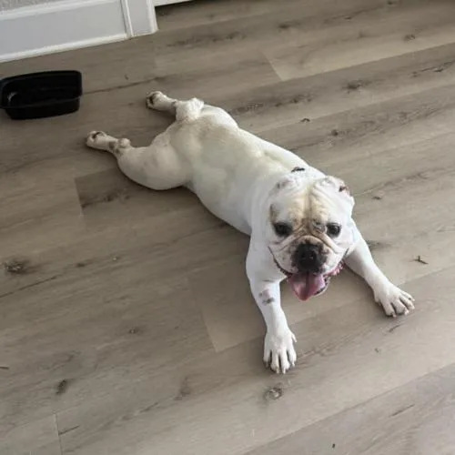 Chantilly thumbnail 2