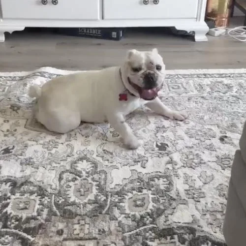 Chantilly thumbnail 4