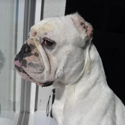 Chantilly thumbnail 5