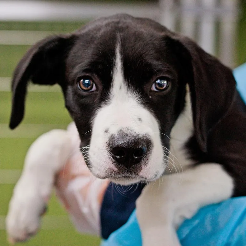 A baby small-sized male Black Spaniel dog named Snappy for adoption in South Elgin, IL