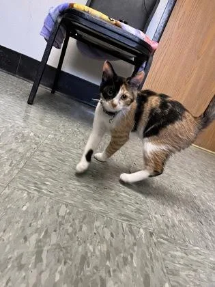 Spirit Anya thumbnail 2