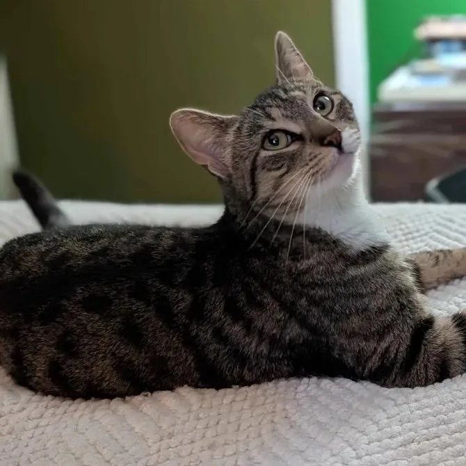 A young medium-sized female Tabby (Brown / Chocolate) Domestic Short Hair cat named California for adoption in Weehawken, NJ