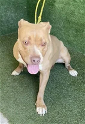 An adult large-sized female Pit Bull Terrier dog named Nala for adoption in Lancaster, CA