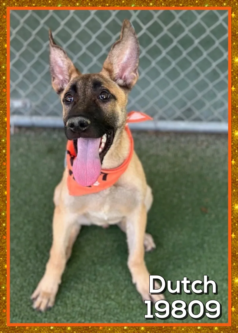 A baby medium-sized male Black Belgian Shepherd / Malinois dog named Dutch for adoption in Marietta, GA