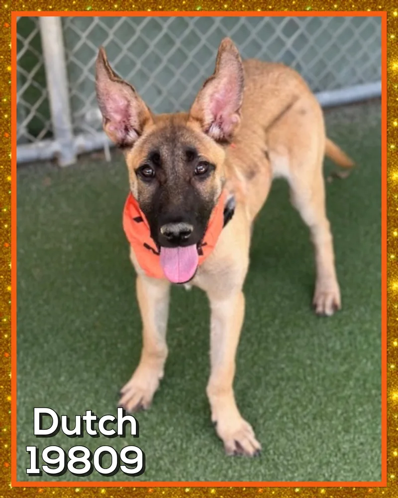 Dutch thumbnail 4