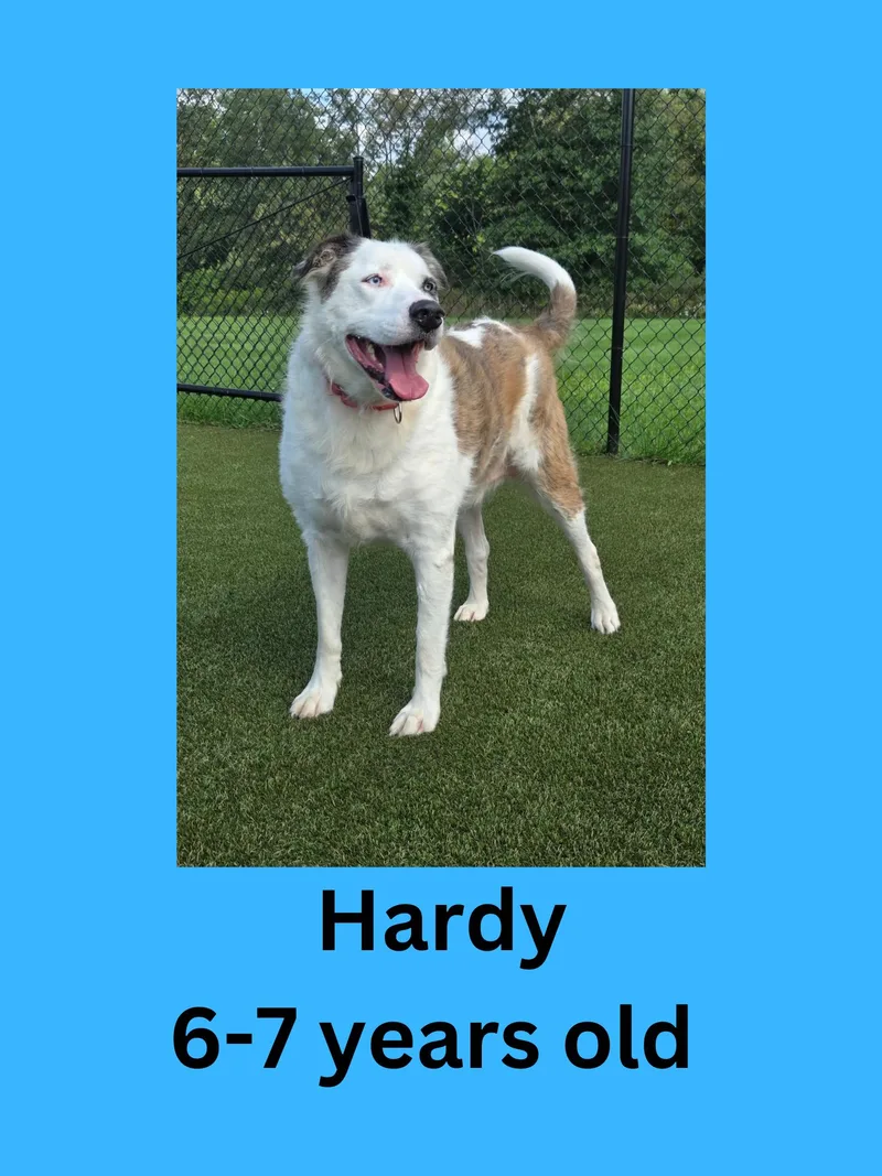 Hardy