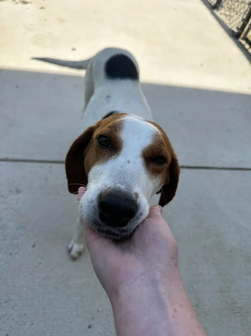 An adult medium-sized female Apricot / Beige American Foxhound dog named Evelyn for adoption in Maidens, VA