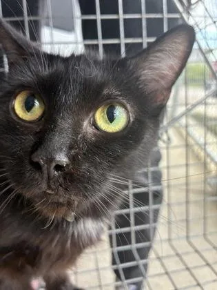 An adult medium-sized female Domestic Short Hair cat named Salem for adoption in Lafayette, IN