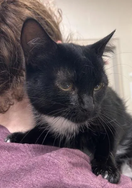 A young medium-sized female Domestic Short Hair cat named Tikki Diane for adoption in Fishers, IN