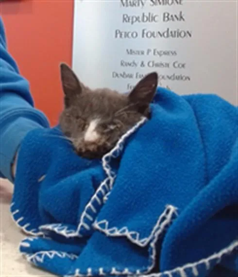 A young small-sized male Domestic Short Hair cat named Michael Jackson for adoption in Louisville, KY