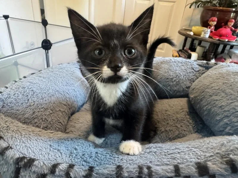 A baby small-sized male Black & White / Tuxedo Domestic Short Hair cat named Tongs for adoption in Oak Park, MI