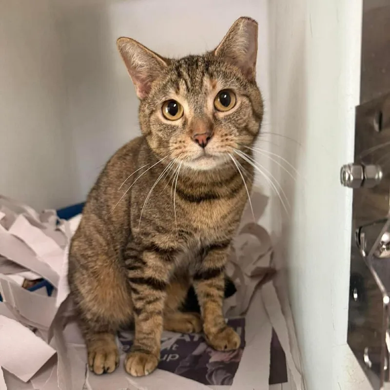 An adult small-sized female Buff / Tan / Fawn Domestic Short Hair cat named Marielle for adoption in Washington, DC