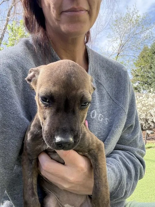 A young small-sized female Chihuahua dog named Mackenzie Blackwood for adoption in Denver, CO