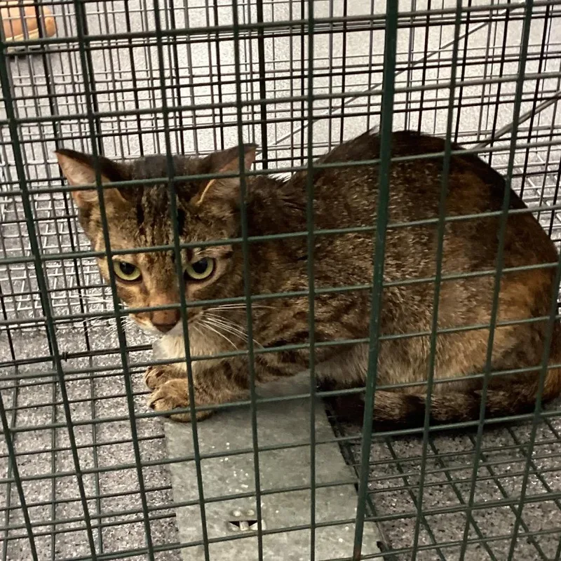 A young small-sized female Gray / Blue / Silver Domestic Short Hair cat named Cheeseboro for adoption in Montgomery, AL