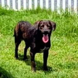 An adult medium-sized female Black Plott Hound dog named Lissa for adoption in Paramus, NJ