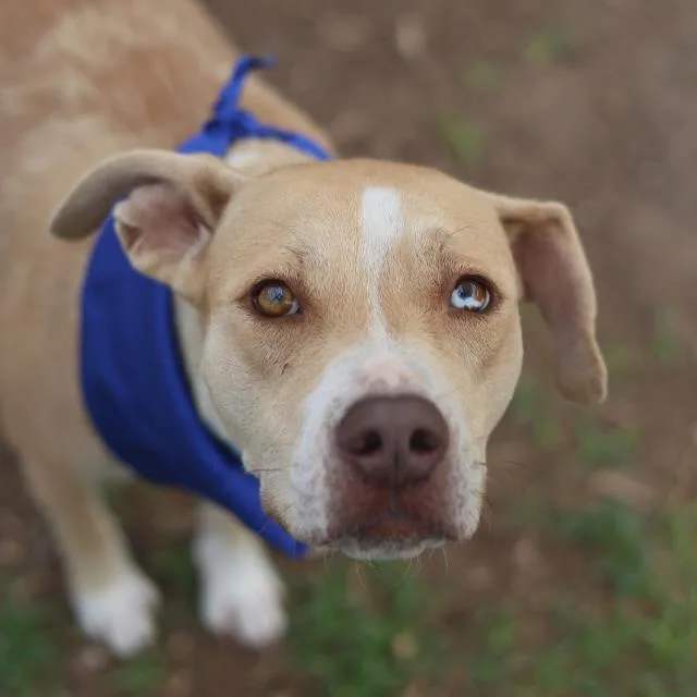 An adult medium-sized female Terrier dog named Sugar Bug for adoption in San Antonio, TX