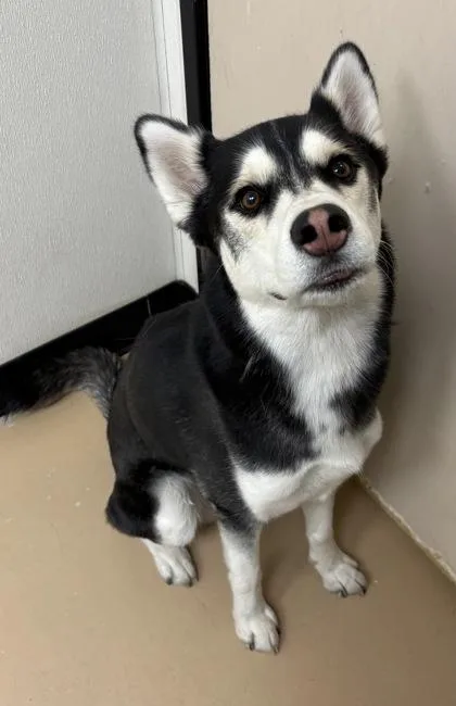 An adult large-sized male Husky dog named Ranger for adoption in Phoenix, AZ