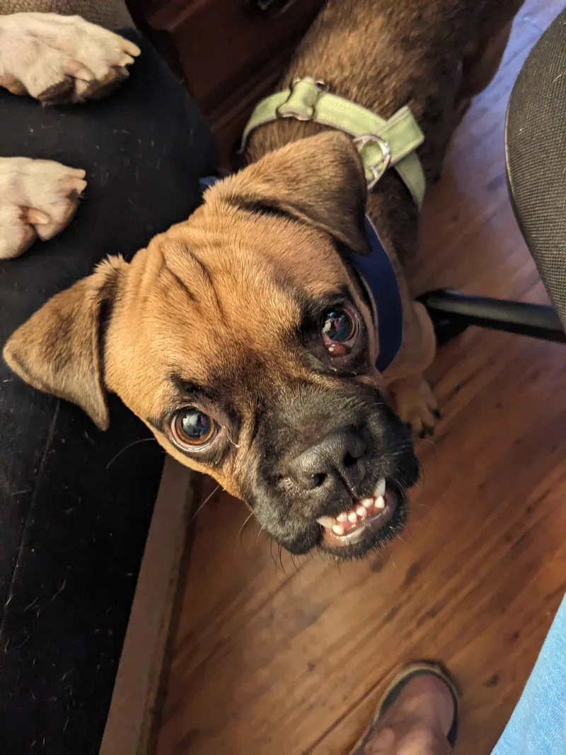An adult small-sized male Yellow / Tan / Blond / Fawn Pug dog named Pugsy Malone for adoption in Austin, TX