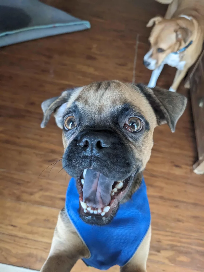 Pugsy Malone thumbnail 3